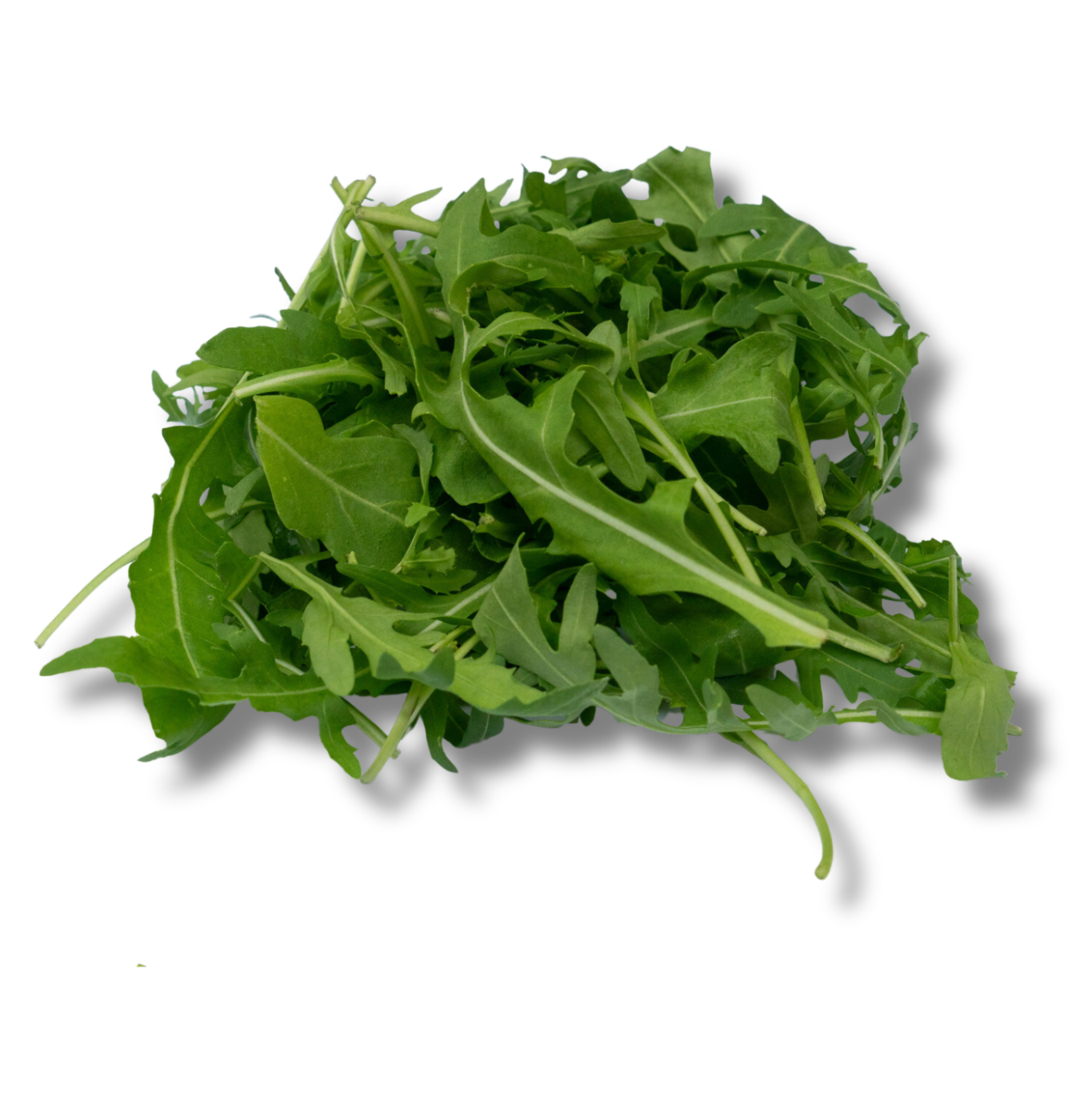 Rucola