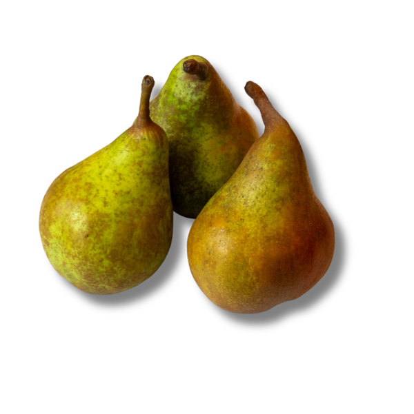 Peer Stoof Gieserman Groot