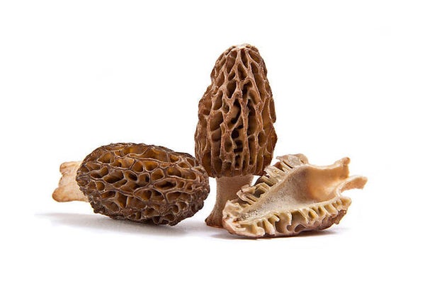 Morilles