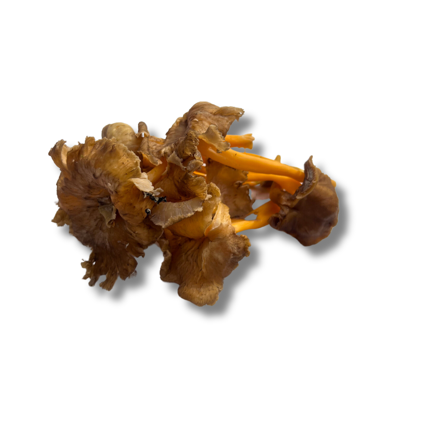 Chantarelle grisse
