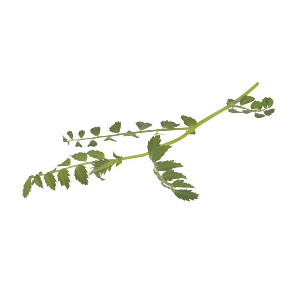 Hummus Leaves