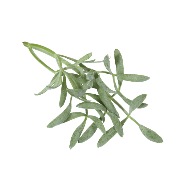 Sea Fennel
