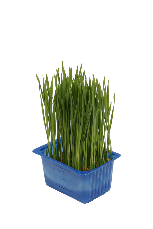 Wheatgrass