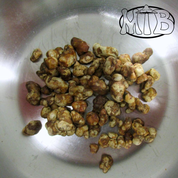 Psilocybe Golden Teacher Truffels