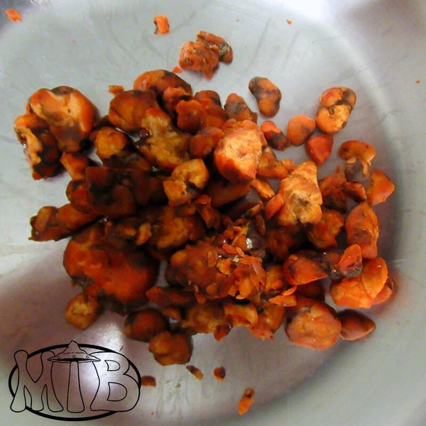 Psilocybe Hollandia Truffels