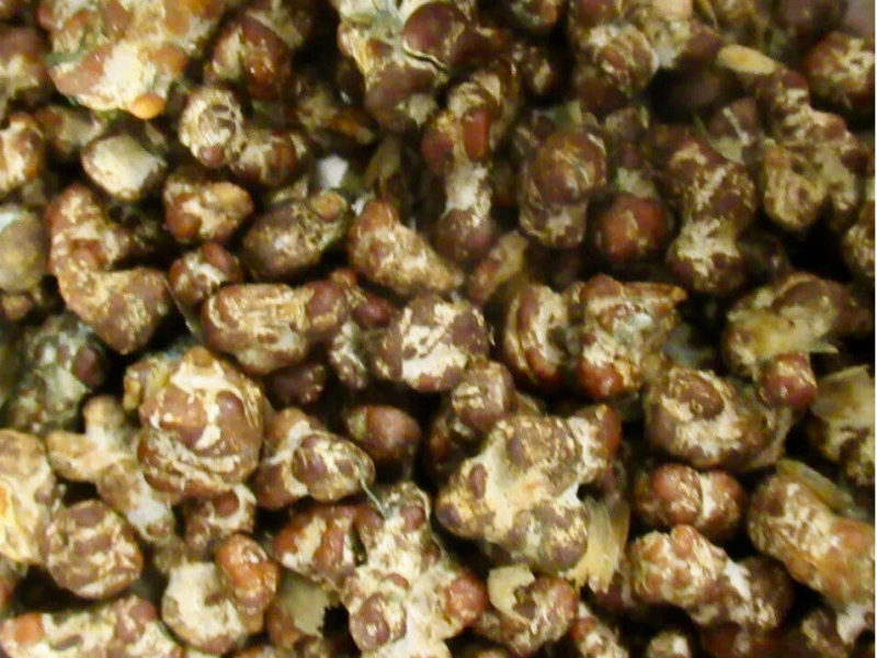 Verse magic truffels te koop