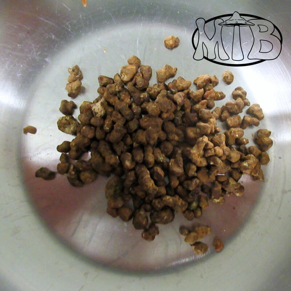 Psilocybe Mexicana Truffels