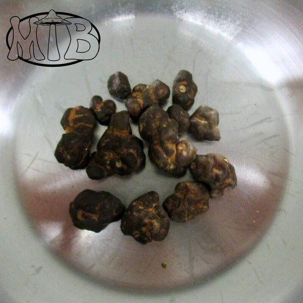 Psilocybe Nirwana Truffels