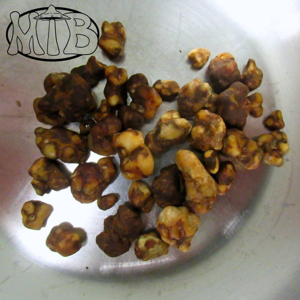 Psilocybe Pajaritos Truffels