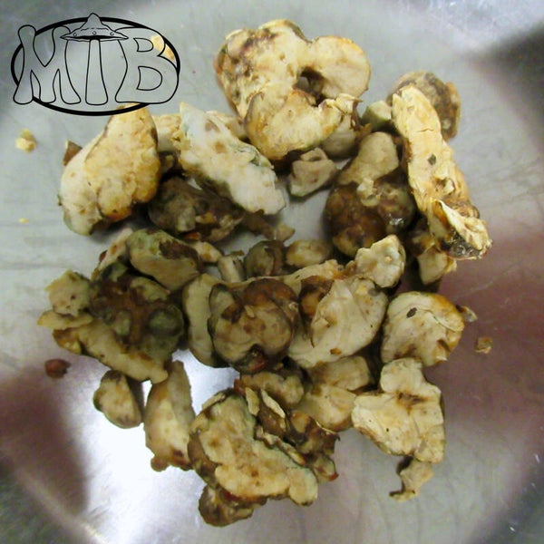 Psilocybe Utopia Truffels