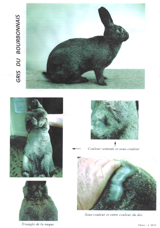 lapin fris bourbonnais club moselle