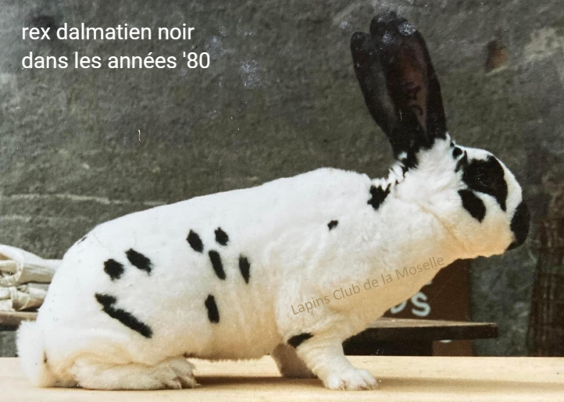 rex dalmatien noir lains club moselle