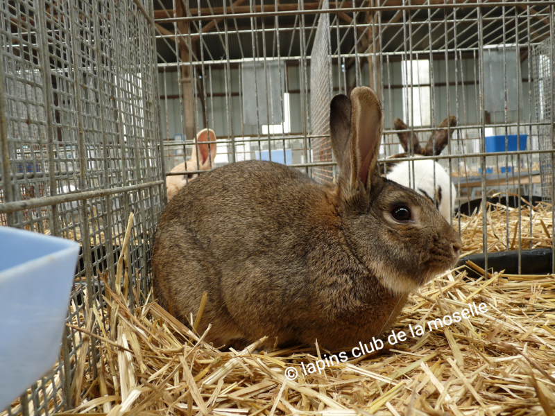 lapin normand