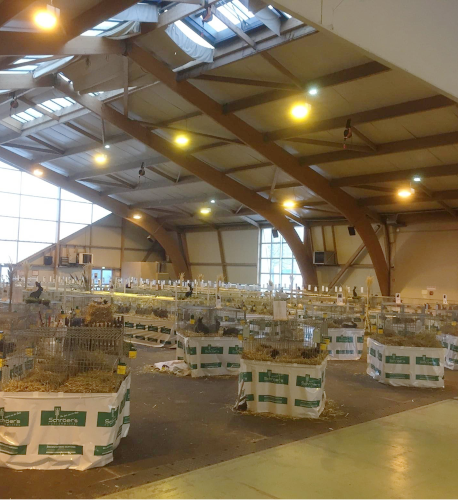 lapins club moselle exposition  