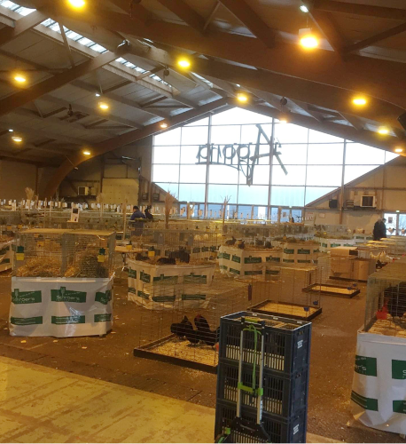 lapins club moselle exposition cunicole