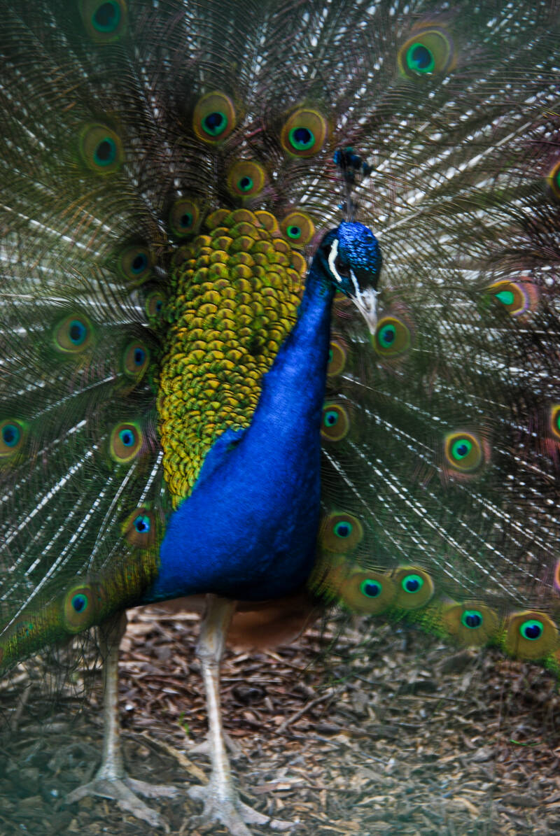 dsc_0027-standard.jpg