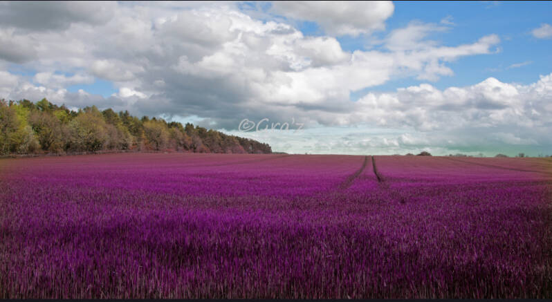 Colourful field in the Cotswolds