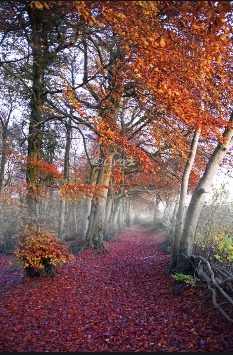 Misty Forest Track Cotswolds