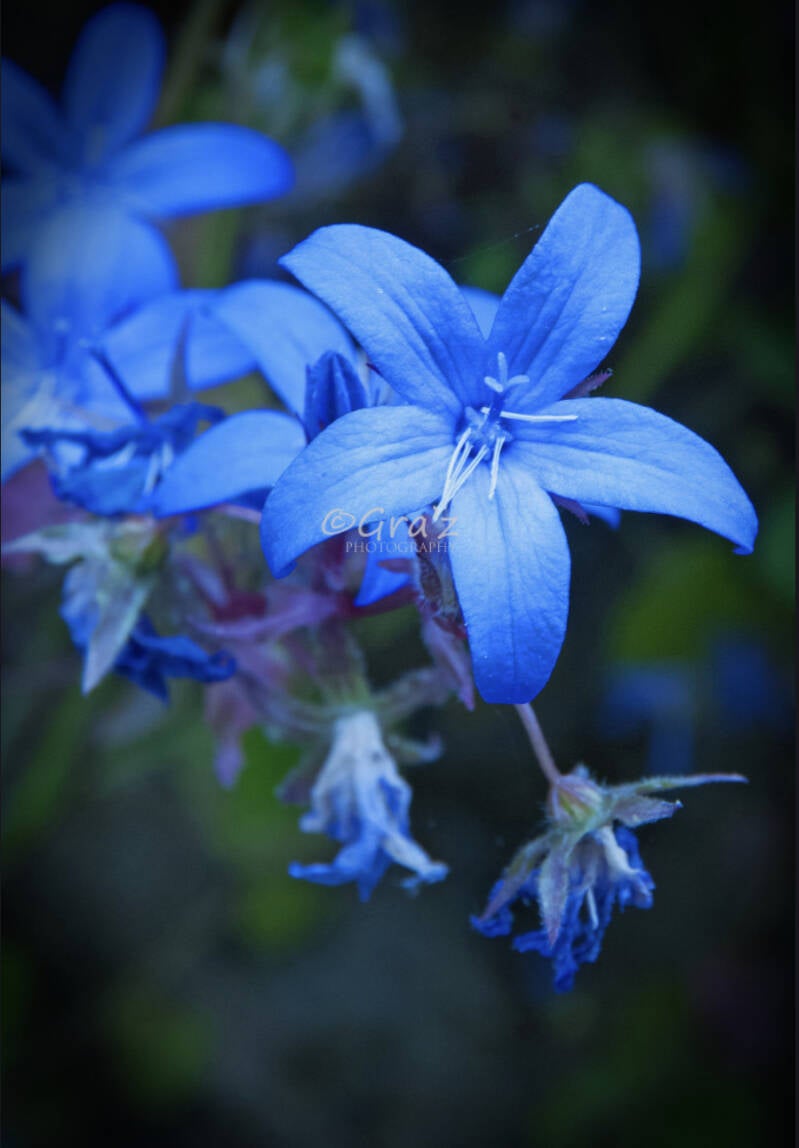 Blue Star Flower