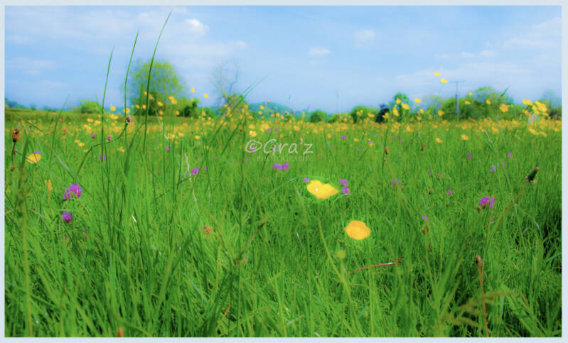 Cotswold Meadow of Wild Flowers