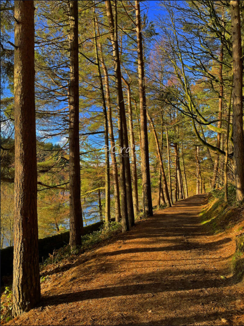 Langsett Reservoir Forest Path