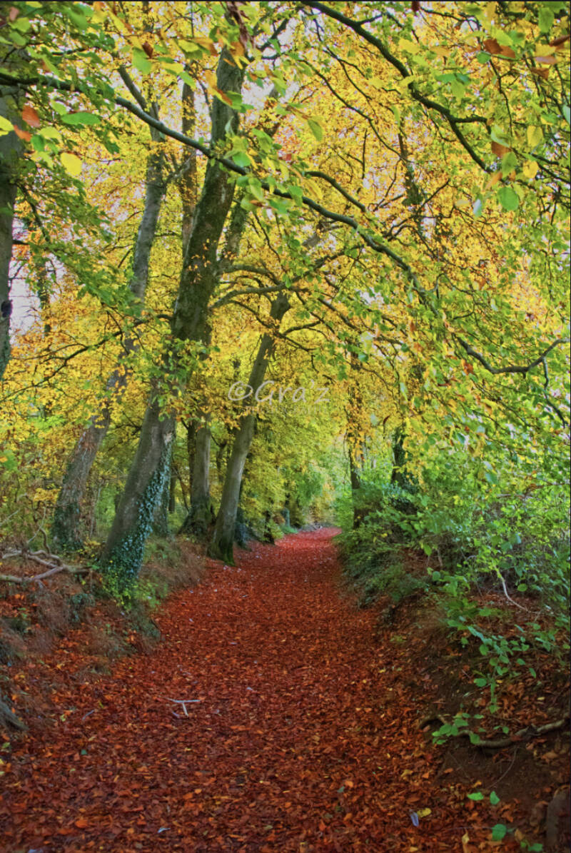 Westridge Woods, Cotswolds