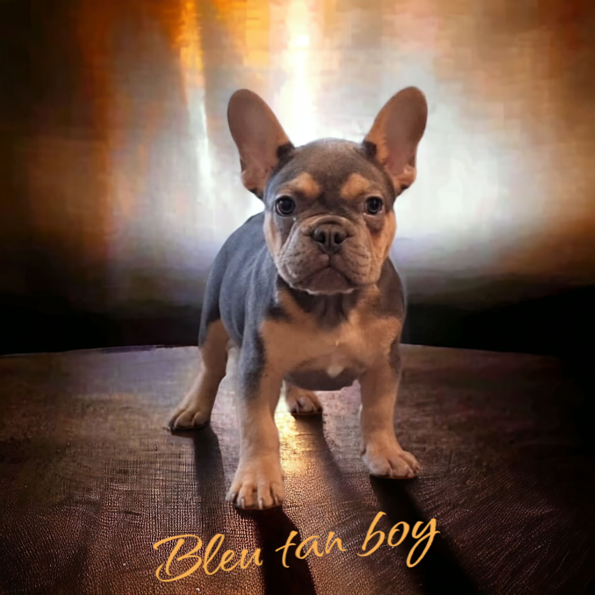 Franse bulldog pups Royal puppies