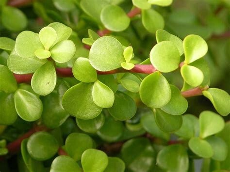 Elephant Bush (Portulacaria afra)