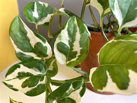 Devil's Ivy (Epipremnum aureum)