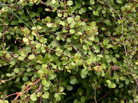 Muehlenbeckia complexa