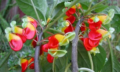 Parrot Plant (Impatiens niamniamensis)