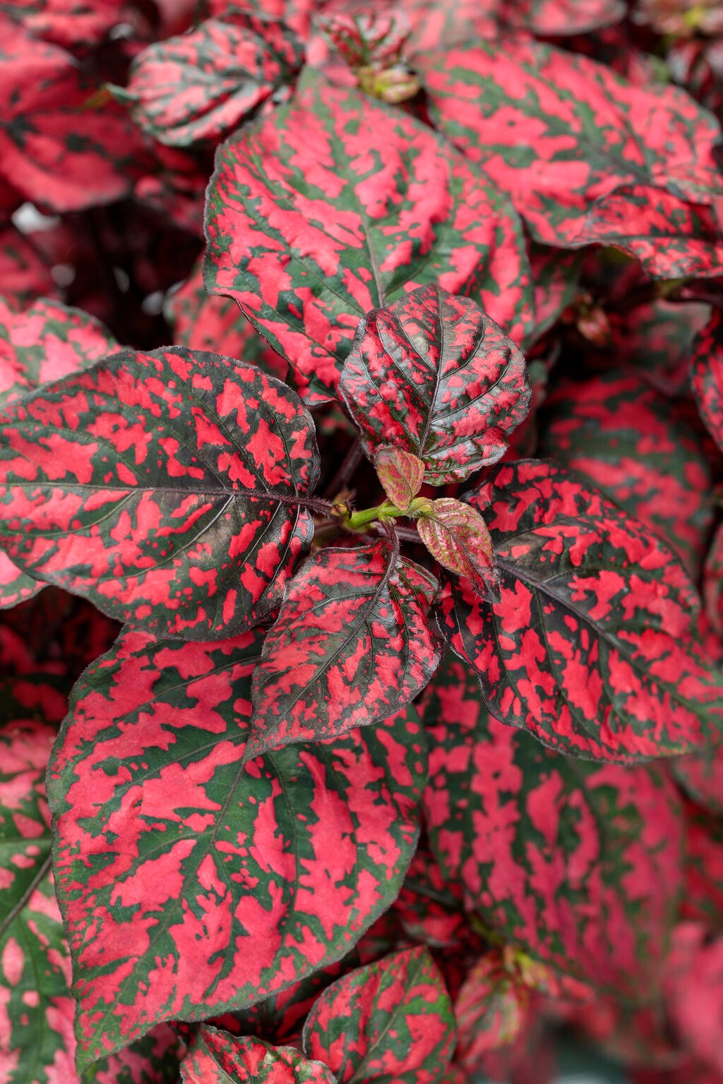 Red Polka Dot (Hypoestes phyllostachya)
