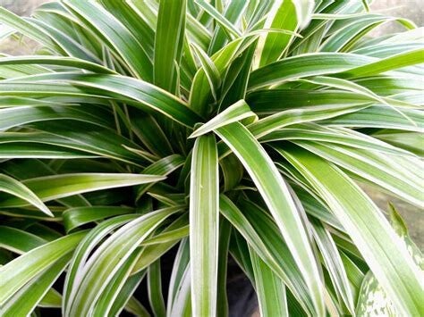 Spider Plant (Chlorophytum comosum)