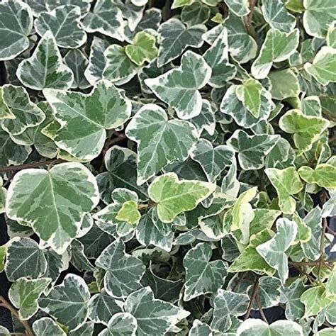 English Ivy (Hedera helix)