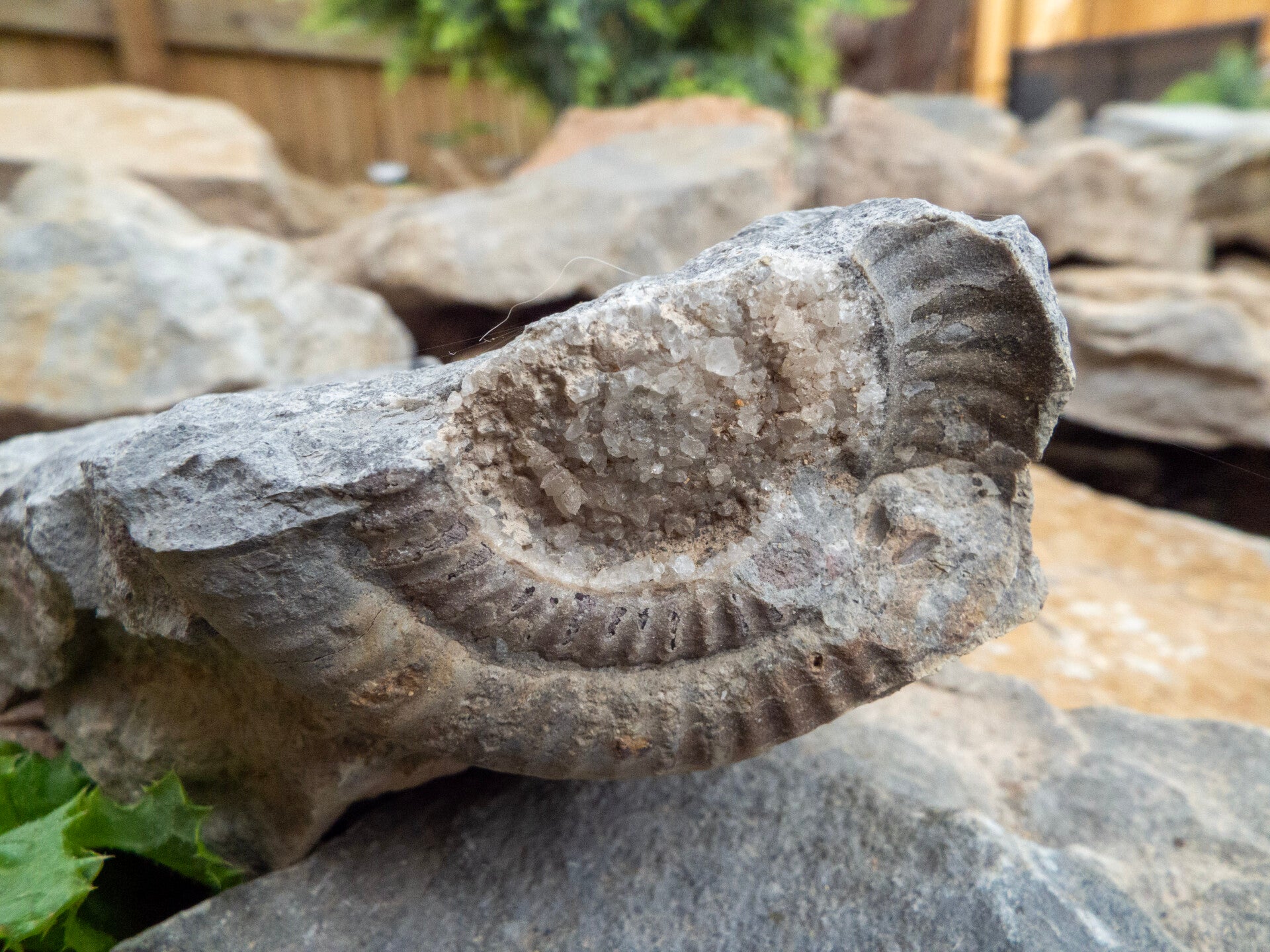 Beatrice Monti, Nutrition and Life Coach, fossil rock