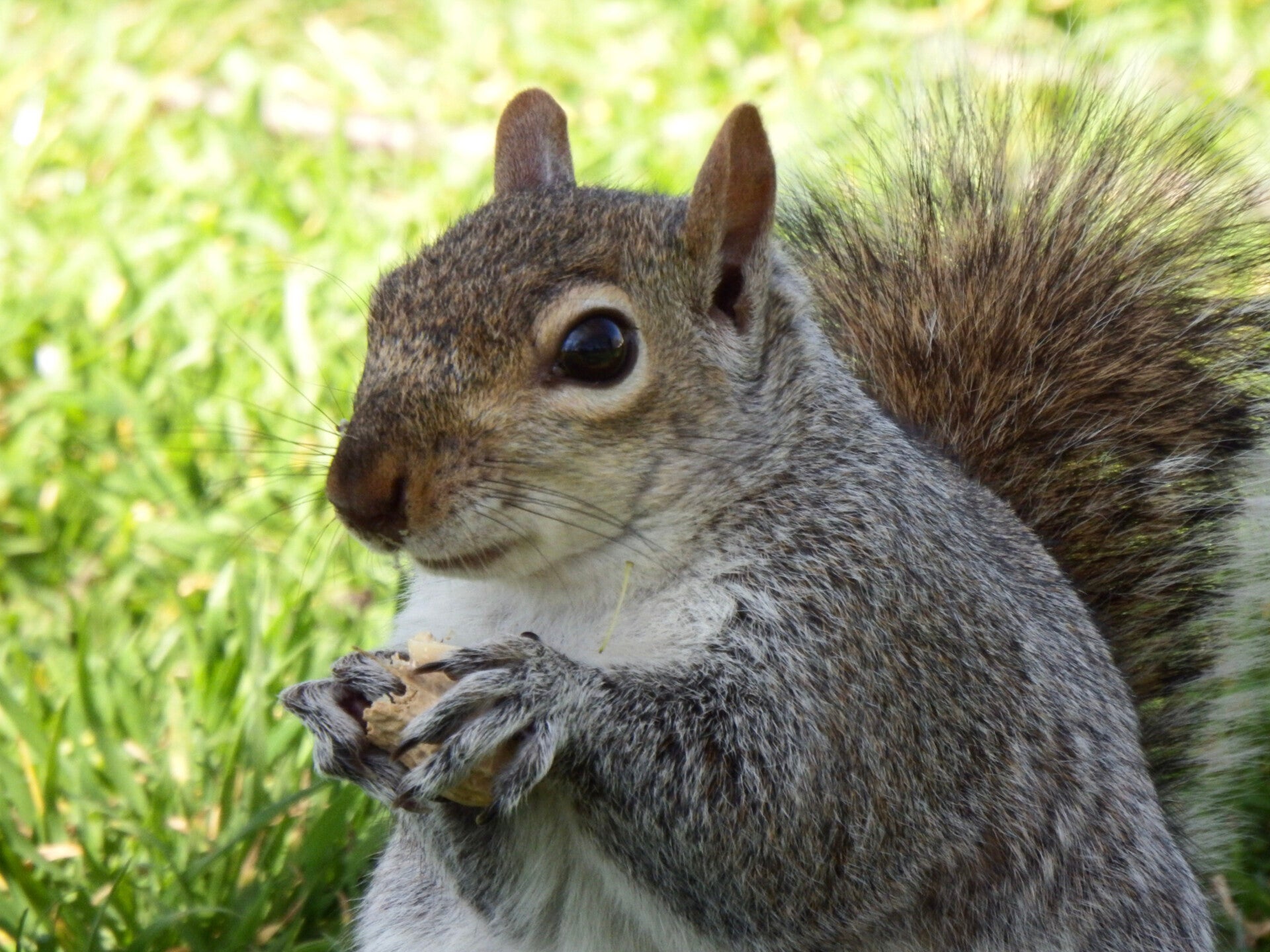 squirrel with nut. Seeds excellent foods for mental health and brain nutrition Beatrice Monti, Nutrition Coach