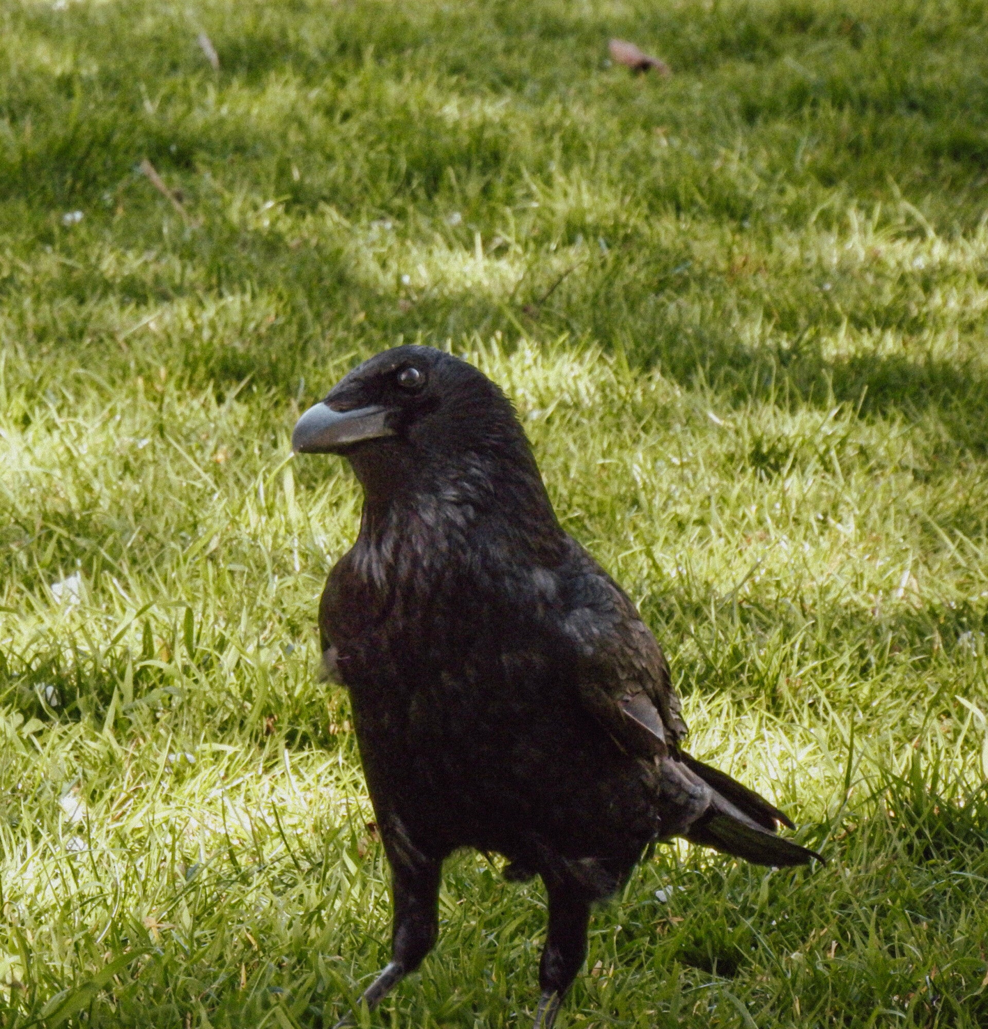 interested crow, Beatrice Monti, Nutrition Coach