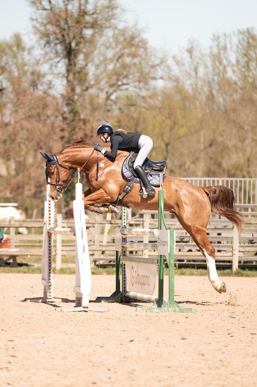 King Fofo est un hongre Selle Français de 6 ans par Ekano DKS et Narusha par Le Tôt de Semilly, combinant force, respect et excellente génétique. Doté d’un bon équilibre et d’un tempérament appliqué, il s’annonce comme un cheval d’avenir pour le sport.
