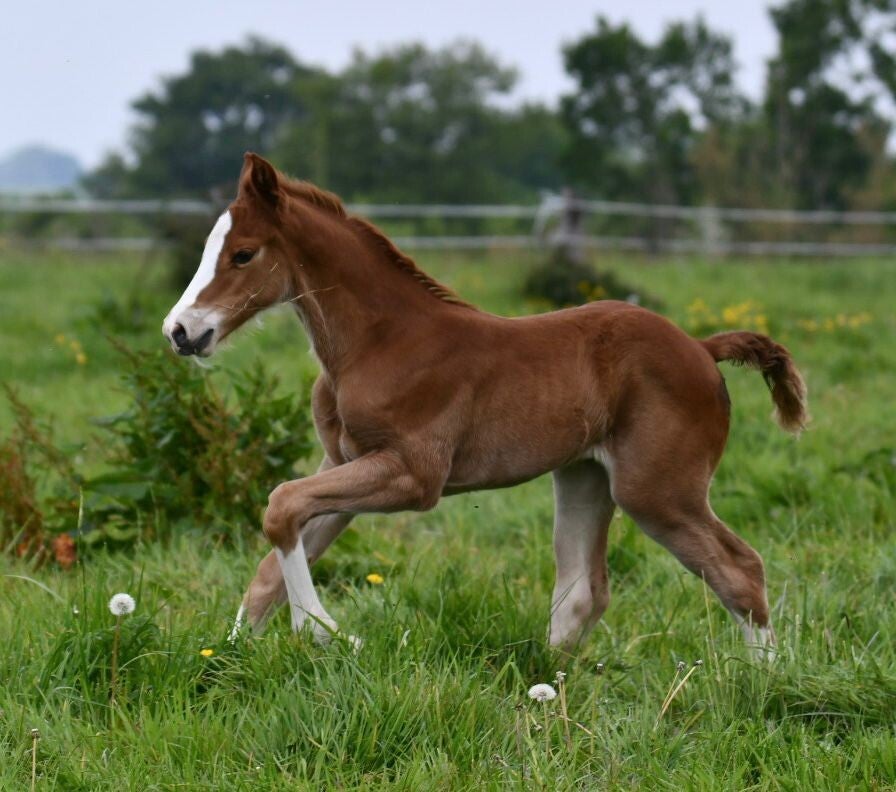 Quibelle de lyr est une pouliche née cette année par Kabri du marais et Unibelle de Lyr  par Crown Z . Douce et expressive, elle ne manque pas de charme.