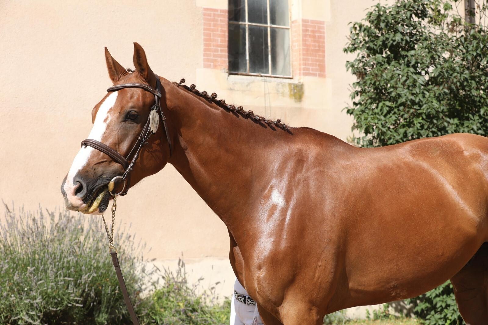 King Fofo est un hongre Selle Français de 6 ans par Ekano DKS et Narusha par Le Tôt de Semilly, combinant force, respect et excellente génétique. Doté d’un bon équilibre et d’un tempérament appliqué, il s’annonce comme un cheval d’avenir pour le sport.