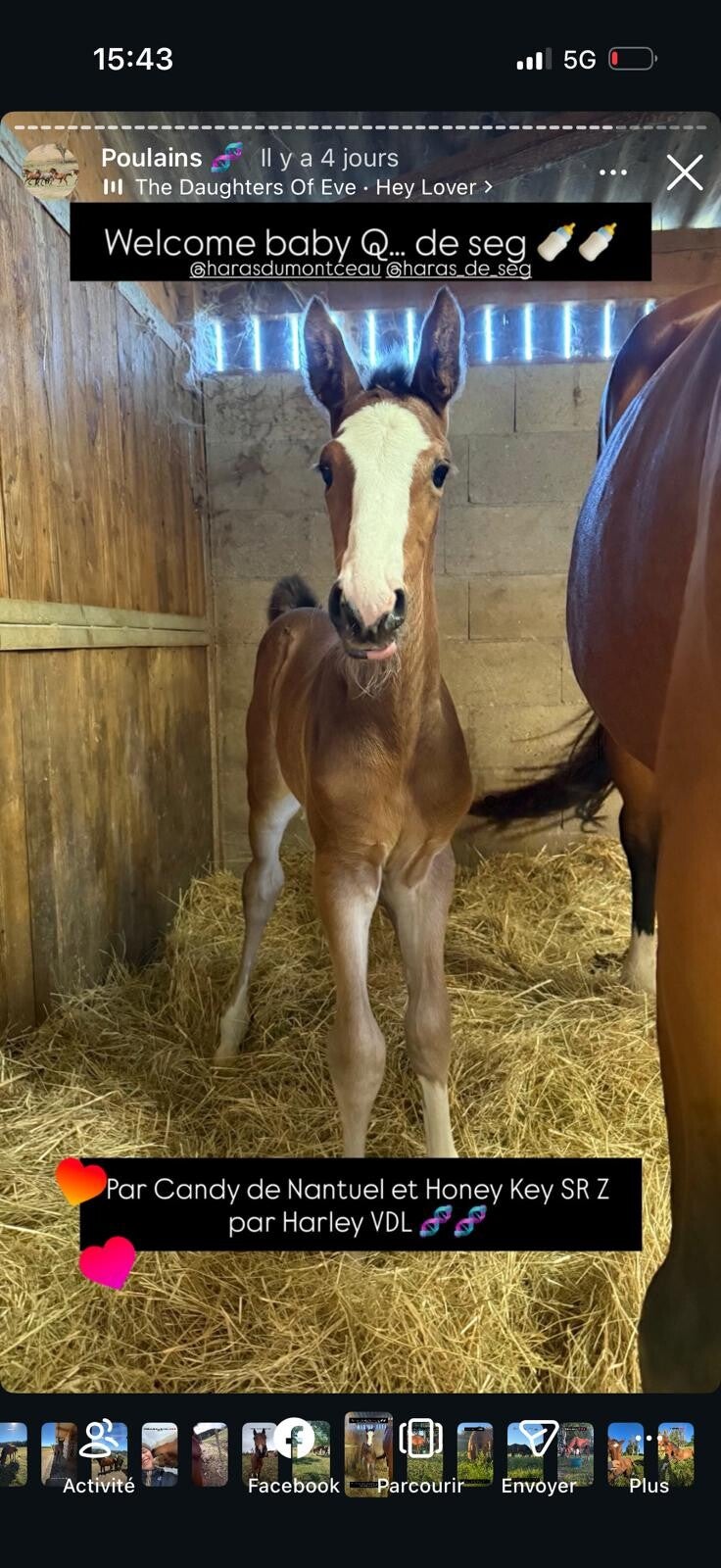 Qokin de Seg est un hongre né cette année, par Candy de Nantuel et Honey Key SR Z par Harley VDL. Il allie déjà gentillesse, prestance et belles aptitudes pour l’avenir.