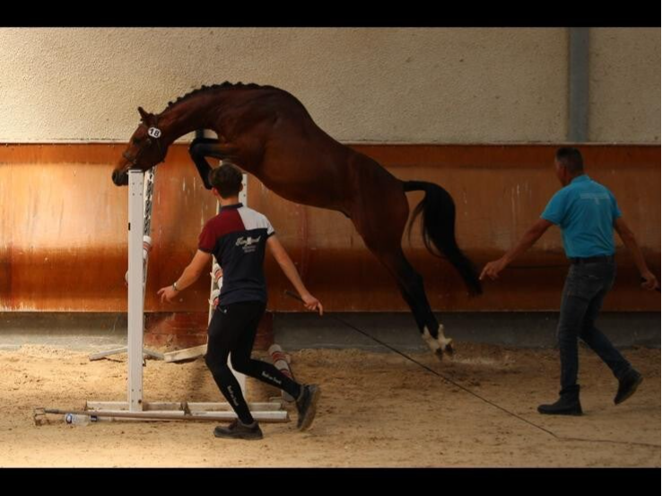 Mojito de Seg est un poney Selle Français de 4 ans par Usandro Tilia Derlenn et Alaska des Chesnaies par Paddock du Plessis : C'est un vrai poney d'enfant idéal pour créer une belle complicité et progresser. Il est doté de bons moyens, d'un tempérament ad