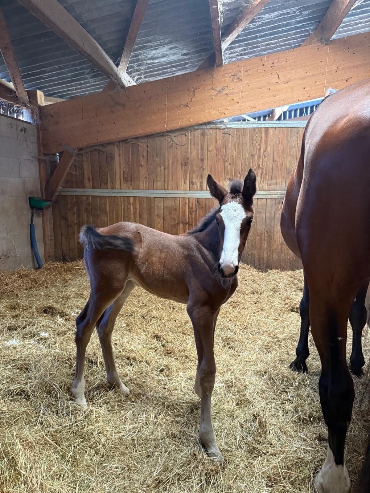 Qokin de Seg est un hongre né cette année, par Candy de Nantuel et Honey Key SR Z par Harley VDL. Il allie déjà gentillesse, prestance et belles aptitudes pour l’avenir.
