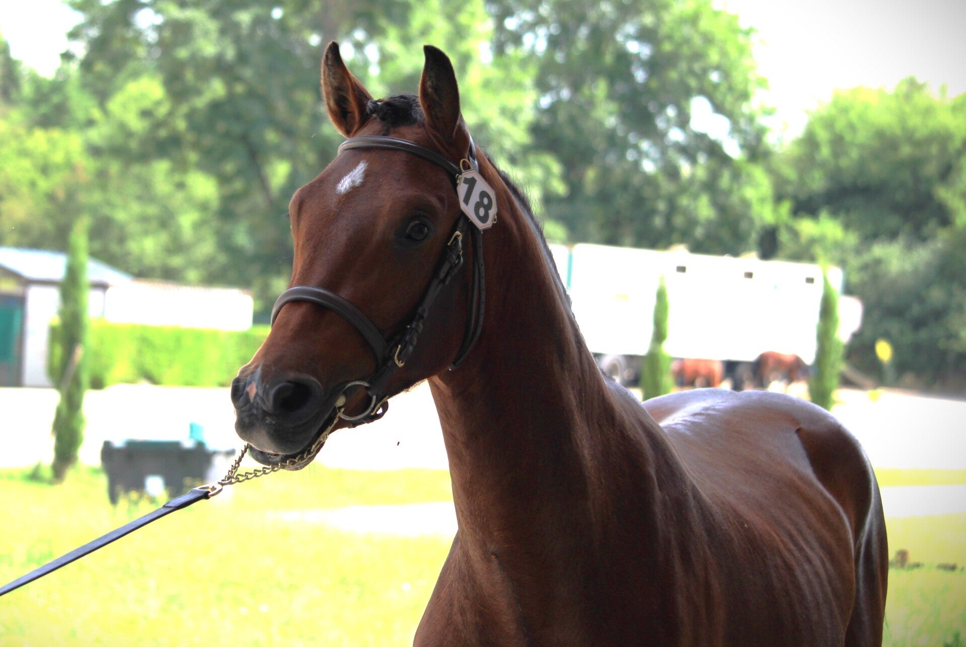 Mojito de Seg est un poney Selle Français de 4 ans par Usandro Tilia Derlenn et Alaska des Chesnaies par Paddock du Plessis : C'est un vrai poney d'enfant idéal pour créer une belle complicité et progresser. Il est doté de bons moyens, d'un tempérament ad