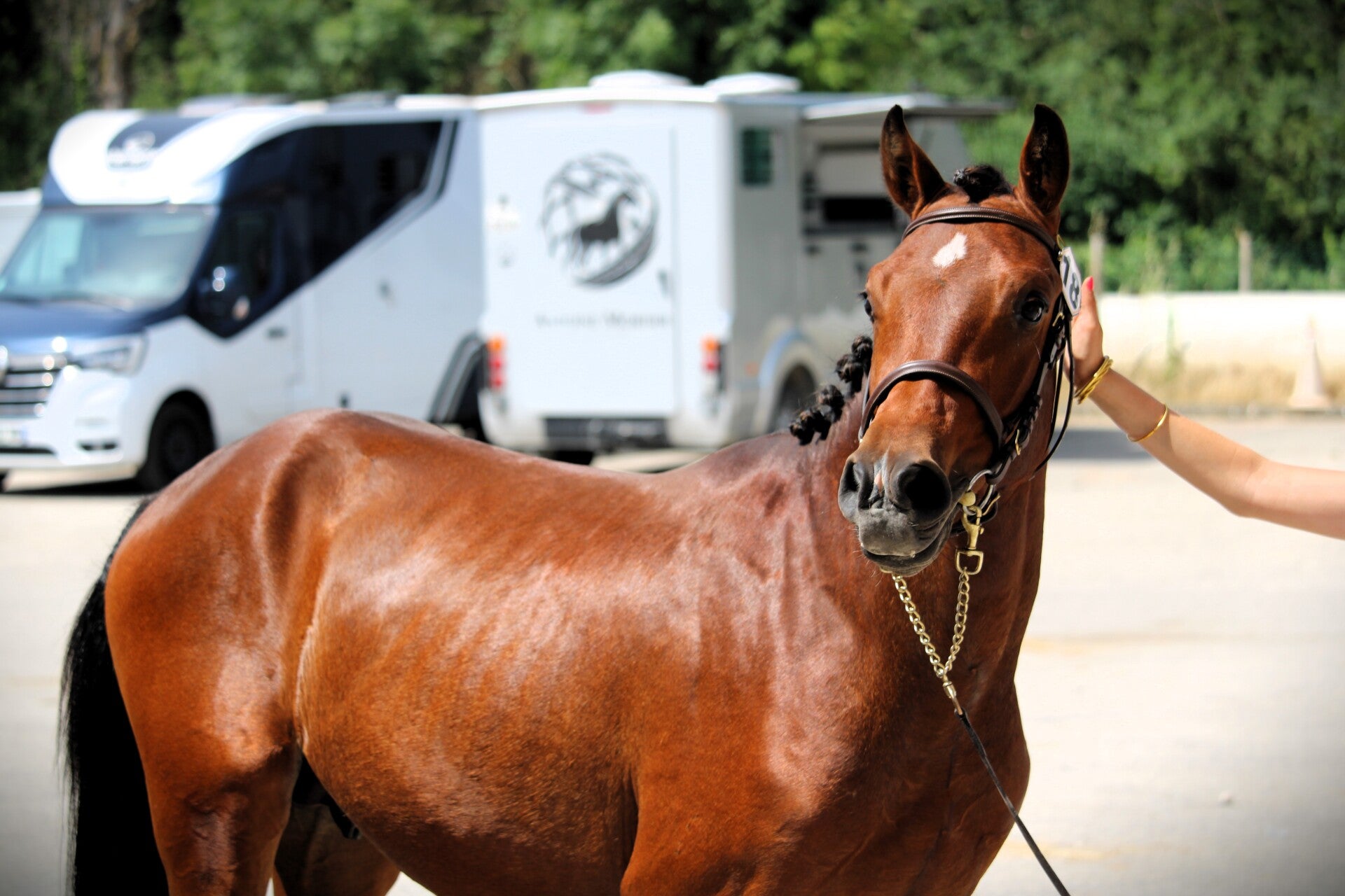 Mojito de Seg est un poney Selle Français de 4 ans par Usandro Tilia Derlenn et Alaska des Chesnaies (Paddock du Plessis) : C'est un vrai poney d'enfant idéal pour créer une belle complicité et progresser. Il est doté de bons moyens, d'un bon tempérament.
