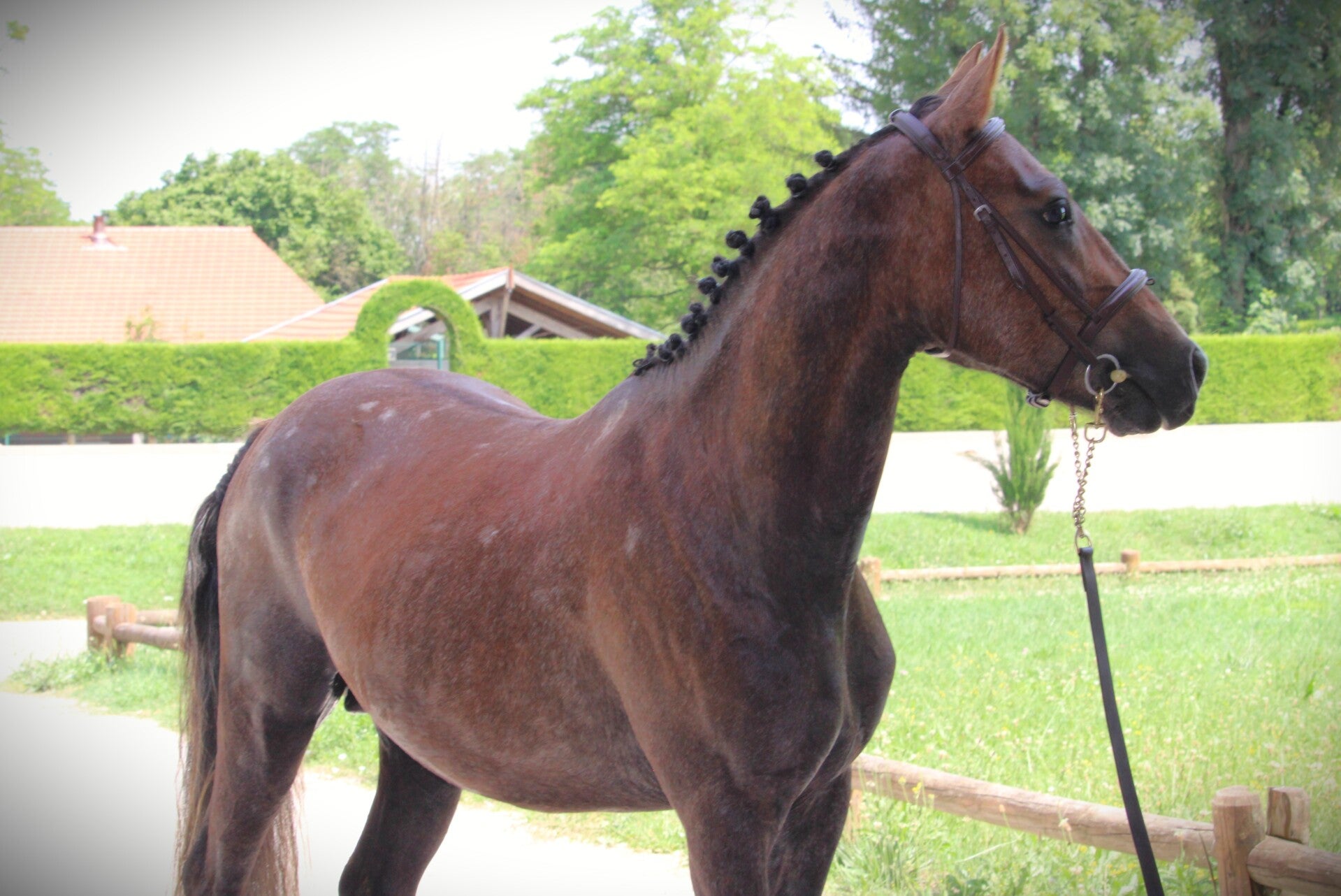 Malabar de Seg est un Poney Français de Selle de 4 ans par Roudoudou d'Hurlevent et Priam : doté de gros moyens pour le futur, il est démonstratif et montre beaucoup de facilité sur les barres.