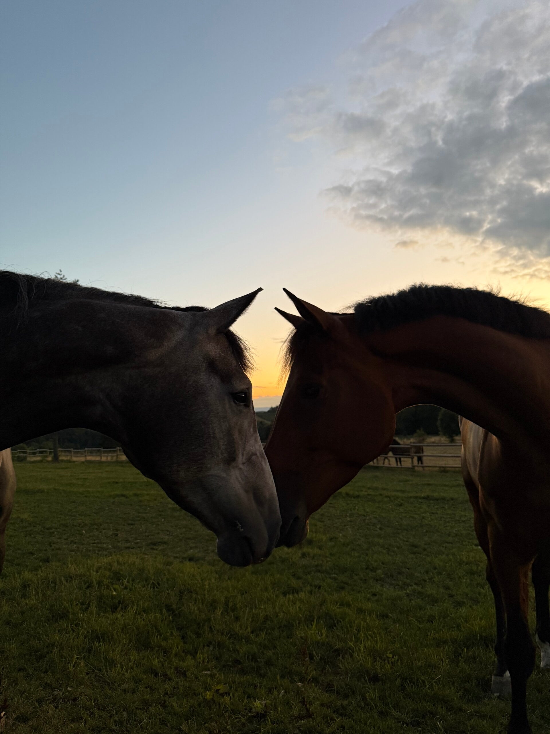 Développement naturel Nous privilégions une croissance saine et naturelle de nos jeunes chevaux.