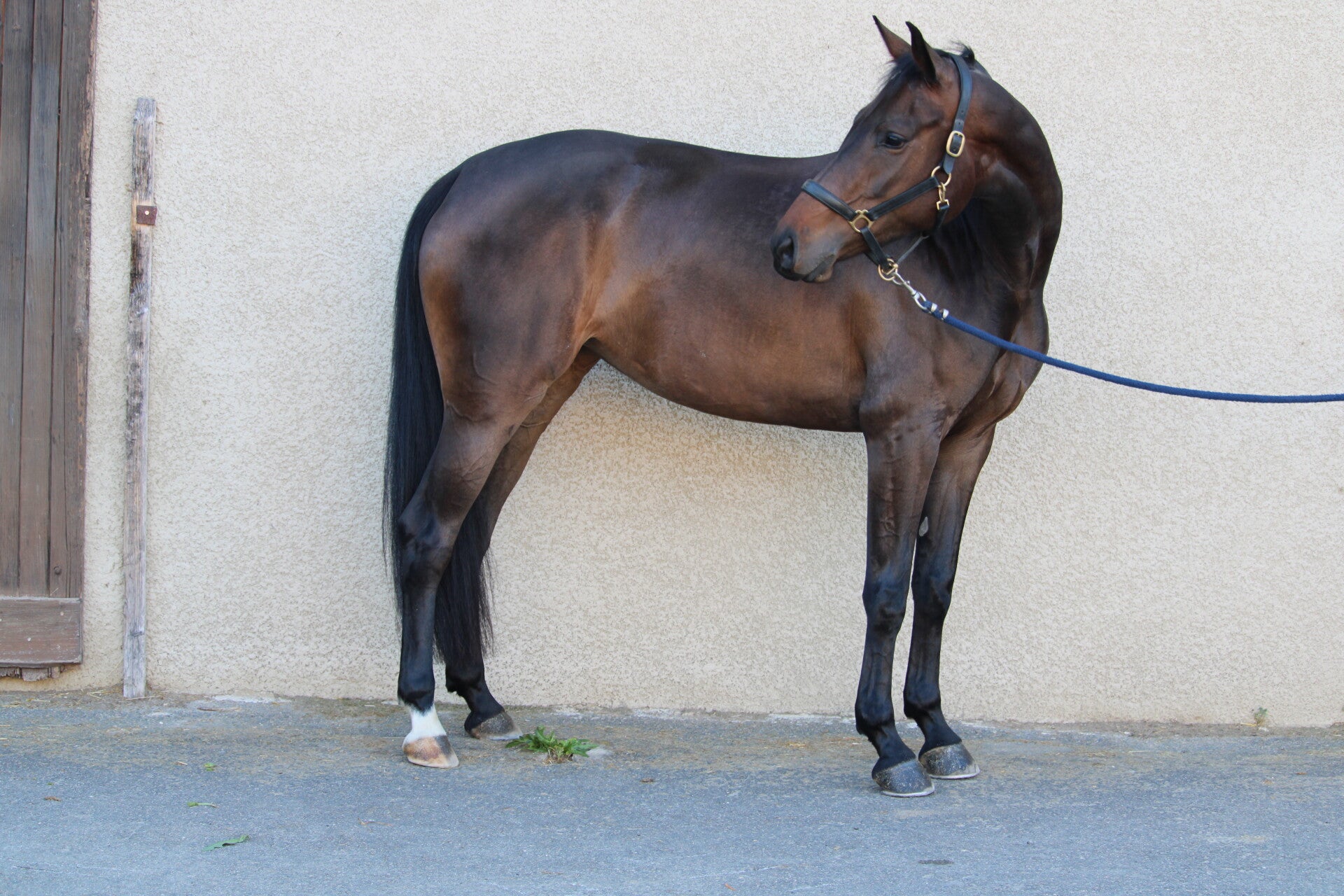 Maya de Reux est une jument Selle Française de 4 ans par Conthargos et Toscane de Kerrarouan par Calvaro, avec du sang et de belles qualités pour le sport. Petite jument très attachante, elle est agréable au quotidien et facile à vivre.