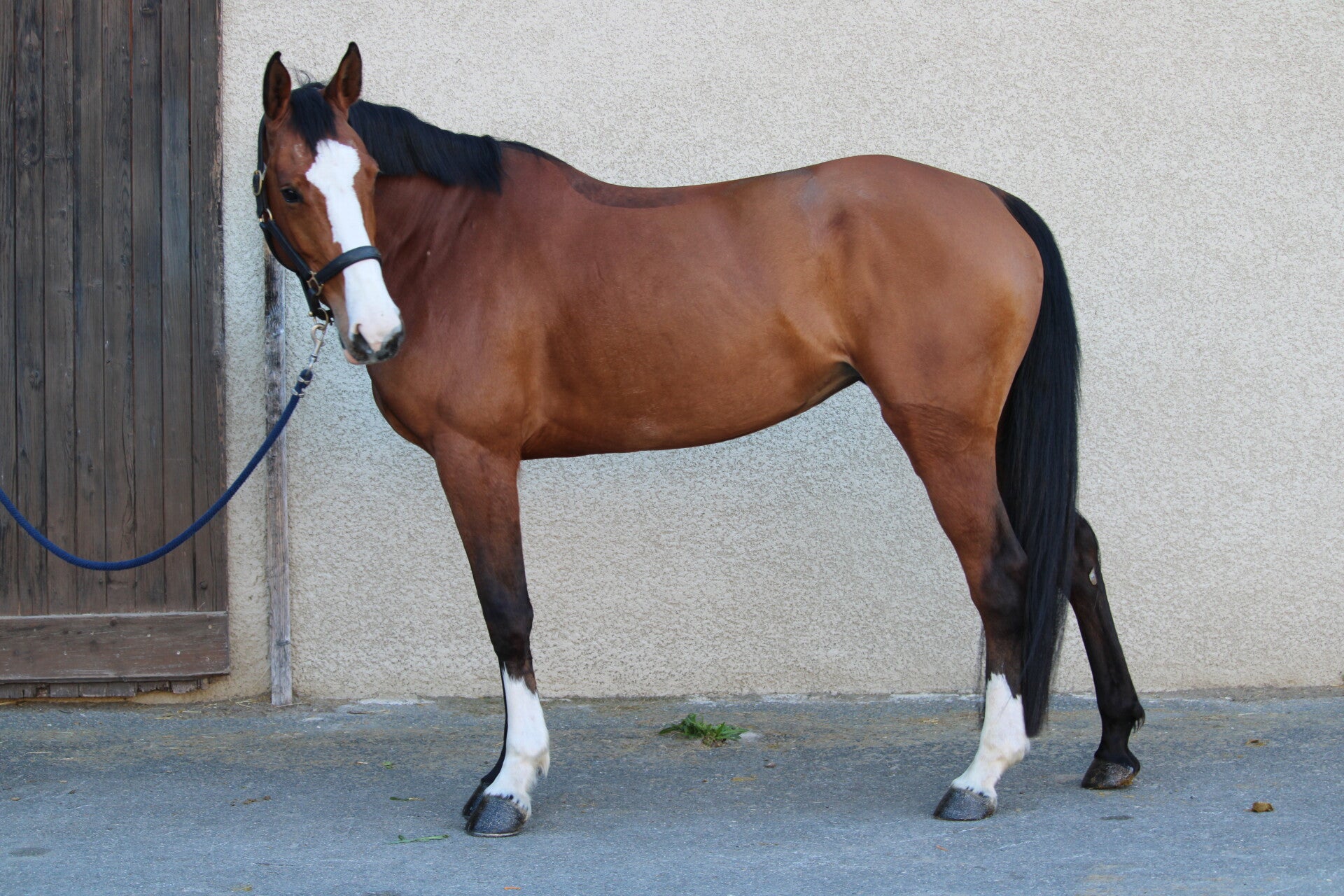 Merouchka est une jument Selle Française de 4 ans par Inshallah de Muze et Verouchka par Lamm de Fétan, présentant de belles qualités à l’obstacle tant au niveau du respect que des moyens. 