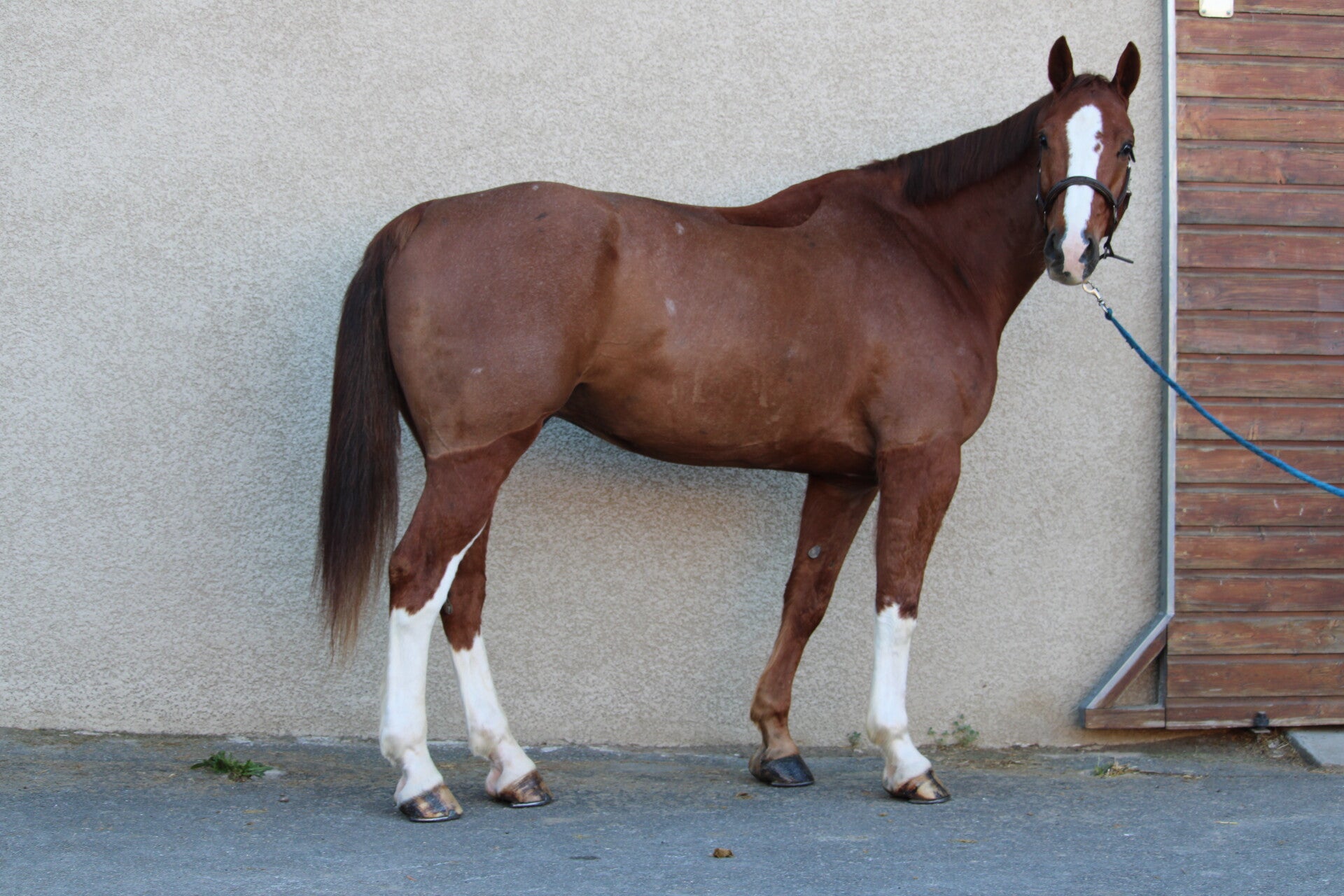 King Fofo est un hongre Selle Français de 6 ans par Ekano DKS et Narusha par Le Tôt de Semilly, combinant force, respect et excellente génétique. Doté d’un bon équilibre et d’un tempérament appliqué, il s’annonce comme un cheval d’avenir pour le sport.